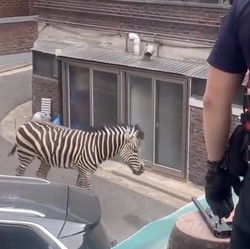 Heboh Zebra Kabur dari Kebun Binatang, Jalan-jalan 3 Jam