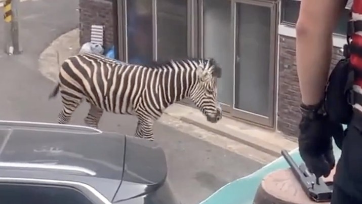 Zebra kabur dari kebun binatang. (Tangkapan Layar Instagram)