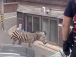 Heboh Zebra Kabur dari Kebun Binatang, Jalan-jalan 3 Jam