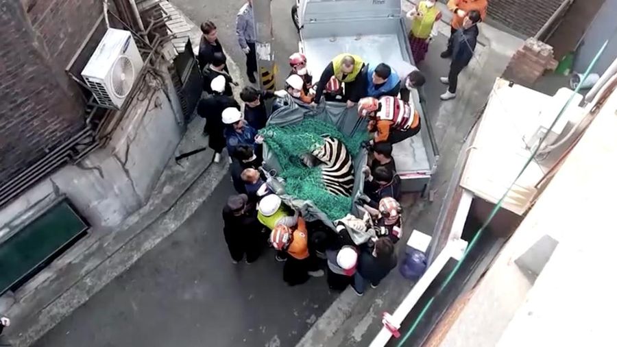 Zebra kabur dari kebun binatang. (Tangkapan Layar Reuters Video)
