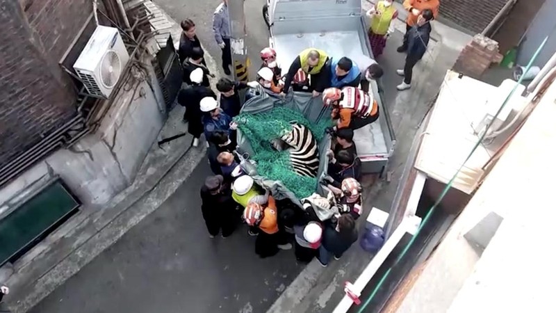 Zebra kabur dari kebun binatang. (Tangkapan Layar Reuters Video)