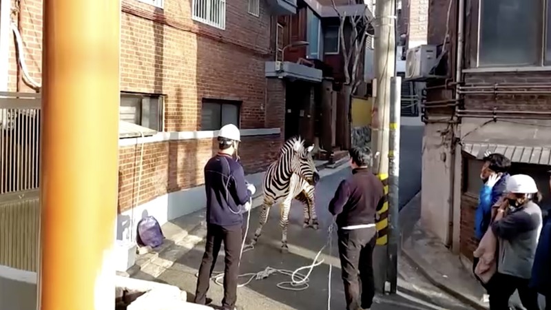 Zebra kabur dari kebun binatang. (Tangkapan Layar Reuters Video) Zebra kabur dari kebun binatang. (Tangkapan Layar Reuters Video)