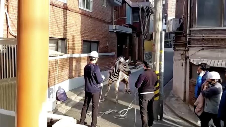 Zebra kabur dari kebun binatang. (Tangkapan Layar Reuters Video)