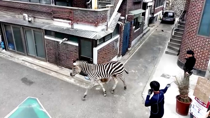 Zebra kabur dari kebun binatang. (Tangkapan Layar Reuters Video)