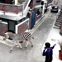 Bikin Warga Bingung, Zebra Berkeliaran di Jalanan Kota Seoul