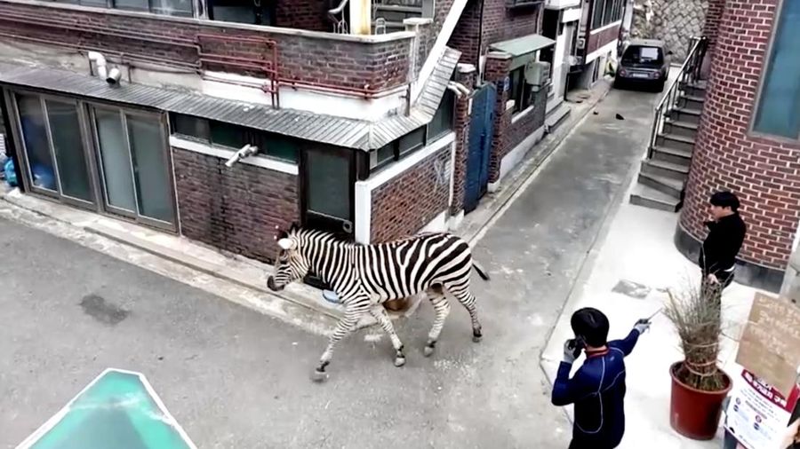 Zebra kabur dari kebun binatang. (Tangkapan Layar Reuters Video)