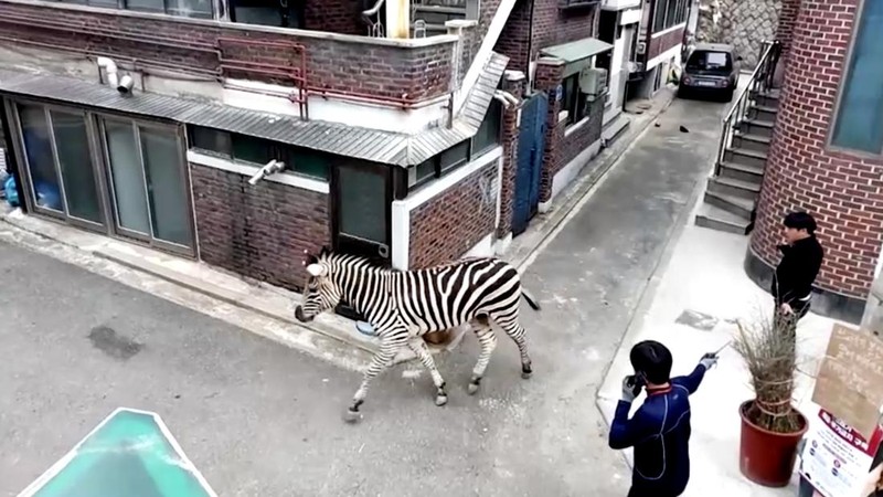 Zebra kabur dari kebun binatang. (Tangkapan Layar Reuters Video)