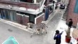 Bikin Warga Bingung, Zebra Berkeliaran di Jalanan Kota Seoul