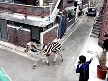 Bikin Warga Bingung, Zebra Berkeliaran di Jalanan Kota Seoul