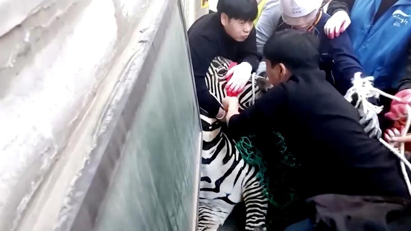 Zebra kabur dari kebun binatang. (Tangkapan Layar Reuters Video)