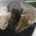 Fenomena Baru di Paris, Warga Harus Hidup Damai dengan Tikus