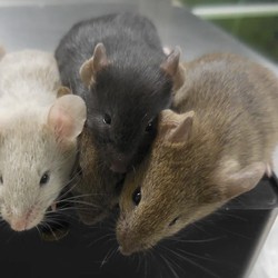 Tikus Dua Bapak Lahir, Ahli Beberkan Dampaknya ke Orang Tua Manusia