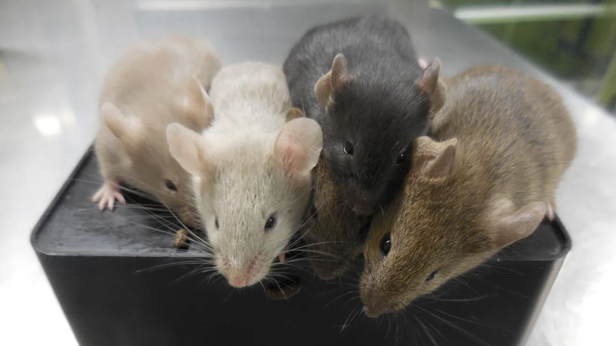 Para ilmuwan telah menciptakan tikus dengan dua orang tua biologis laki-laki. (Dok: Prof. Hayashi, Osaka University)