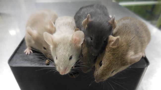 Tikus Dua Bapak Lahir, Ahli Beberkan Dampaknya ke Orang Tua Manusia