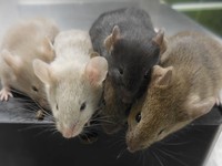 Fenomena Baru di Paris, Warga Harus Hidup Damai dengan Tikus