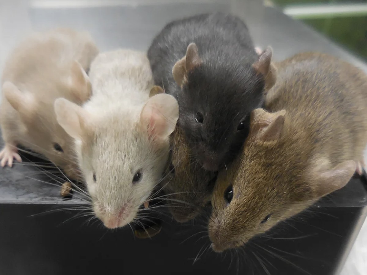 Peneliti China Berhasil Ciptakan Tikus dari Dua Induk Jantan dengan Teknologi Epigenetik