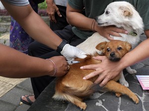 Fashion Show Anjing Bakal Ramaikan Weekend Dog Festival di Denpasar