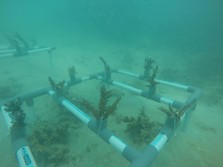 PTBA Tanam 160 Bibit Terumbu Karang di Pulau Pahawang Lampung