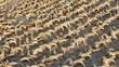 Merinding! Ribuan Mumi Domba dan Istana Ditemukan di Mesir