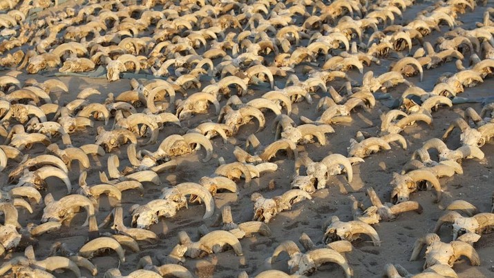 2.000 mumi kepala domba jantan A view of around 2,000 mummified rams heads uncovered during excavation work carried out by an American mission from New York University- Institute for the Study of the Ancient World (ISAW) at the temple of Ramesses II in Abydos, Sohag Governorate, Egypt, in this handout image released on March 25, 2023. The Egyptian Ministry of Antiquities/Handout via REUTERS THIS IMAGE HAS BEEN SUPPLIED BY A THIRD PARTY.