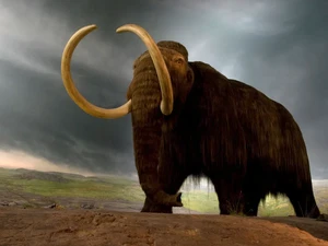 Orang-orang Abad ke-20 Santap Daging Gajah Mamut Jadi Steak
