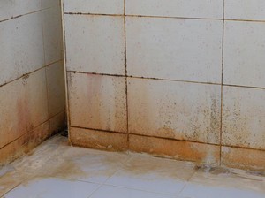 Lumut di Kamar Mandi Auto Hilang Cukup Pakai 3 Bahan Simpel Ini