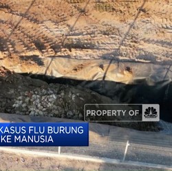 Temuan Pertama Kasus Flu Burung Menjangkit Manusia di Chili