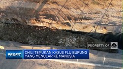 Temuan Pertama Kasus Flu Burung Menjangkit Manusia di Chili