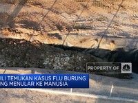 Temuan Pertama Kasus Flu Burung Menjangkit Manusia di Chili