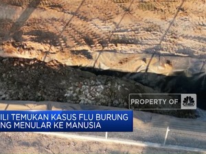 Temuan Pertama Kasus Flu Burung Menjangkit Manusia di Chili