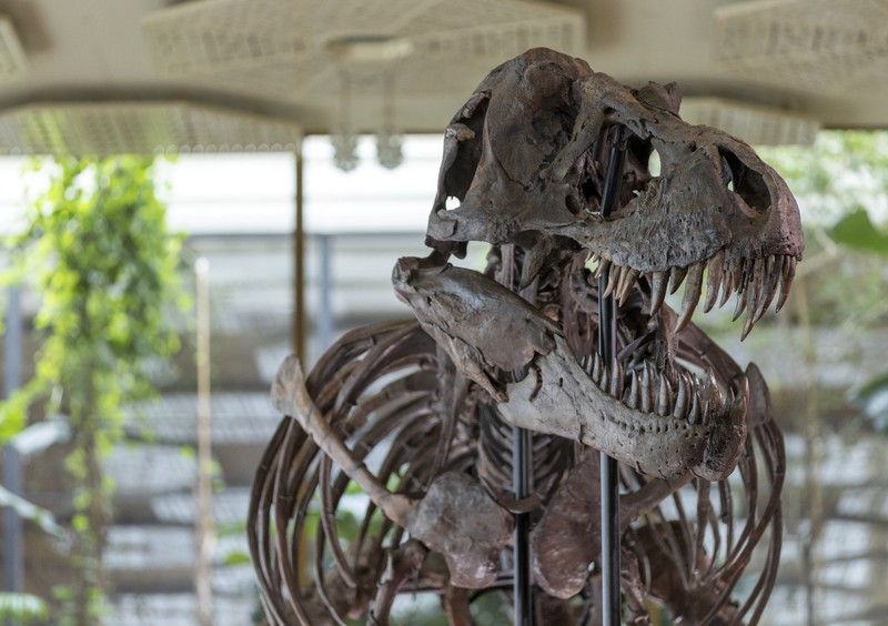 Kerangka T-Rex berusia 67 juta tahun bernama Kerangka T-Rex berusia 67 juta tahun bernama