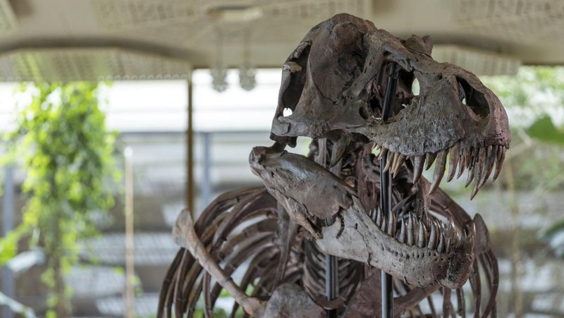 Ini Potret Fosil T-Rex 67 Juta Tahun, Bakal Dilelang di Swiss