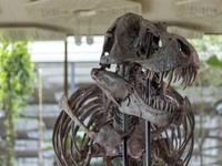 Ahli Temukan Ribuan Jejak Kaki Dinosaurus, di Sini Lokasinya