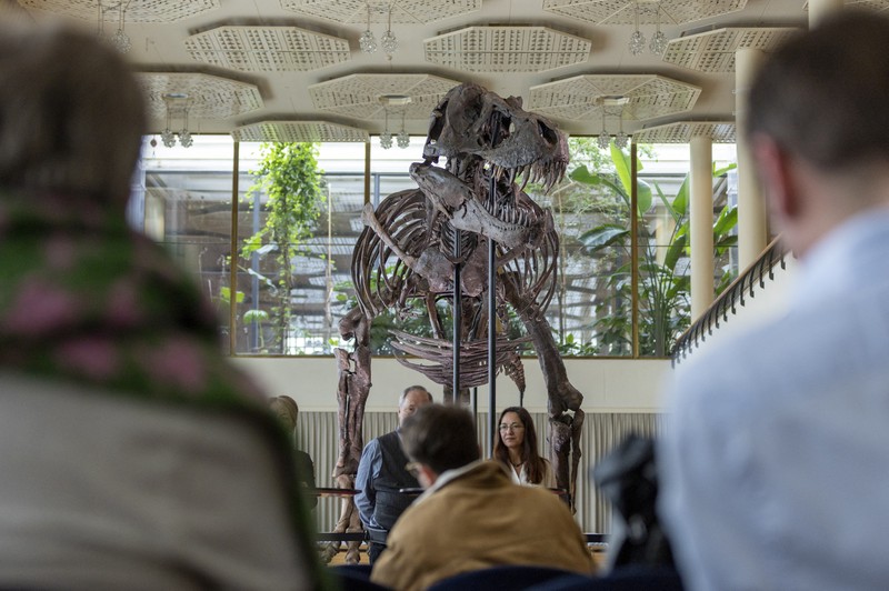 Kerangka T-Rex berusia 67 juta tahun bernama Kerangka T-Rex berusia 67 juta tahun bernama