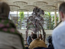 Ini Potret Fosil T-Rex 67 Juta Tahun, Bakal Dilelang di Swiss