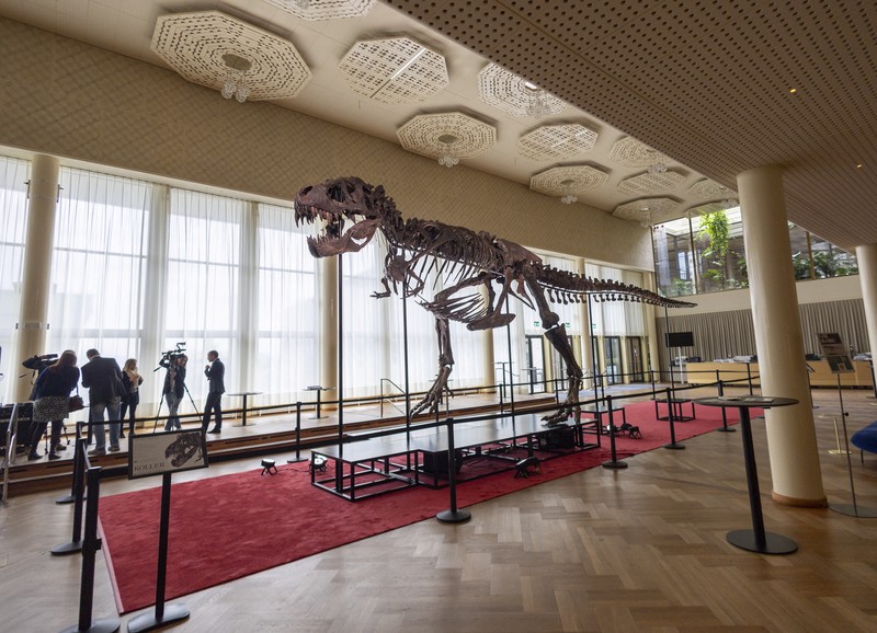 Kerangka T-Rex berusia 67 juta tahun bernama Kerangka T-Rex berusia 67 juta tahun bernama