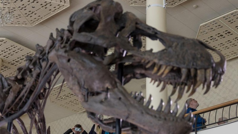 Kerangka T-Rex berusia 67 juta tahun bernama 