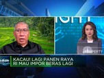 Lagi Panen Raya Tapi RI Mau Impor Beras 2 Juta Ton, Kenapa?