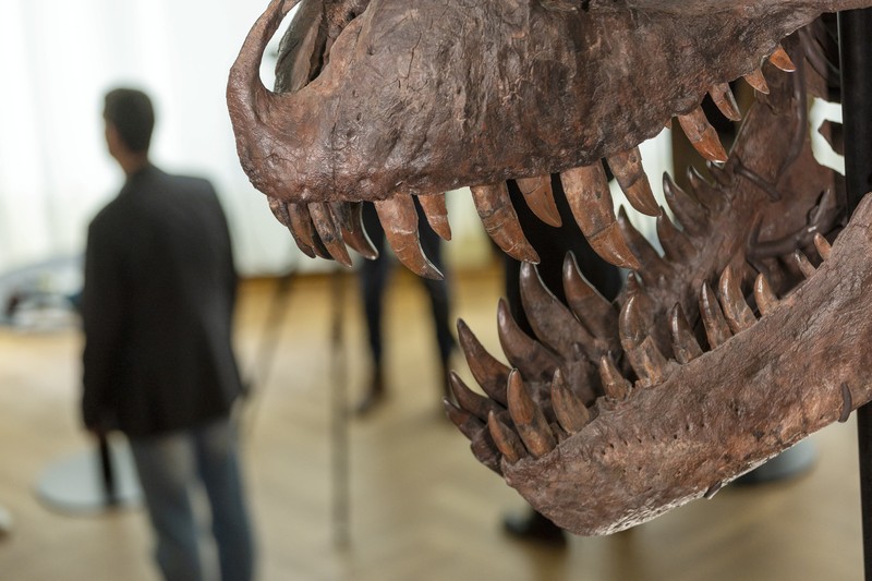 Kerangka T-Rex berusia 67 juta tahun bernama Kerangka T-Rex berusia 67 juta tahun bernama