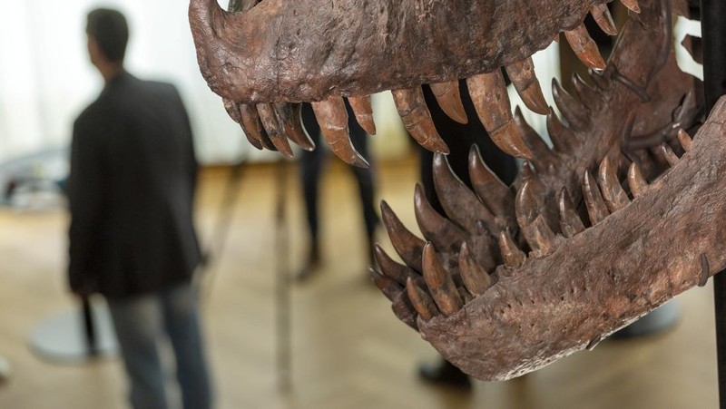 Kerangka T-Rex berusia 67 juta tahun bernama 