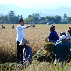 Wuih! Ada Data Terbaru Produksi Beras RI, Impor Bisa Batal?