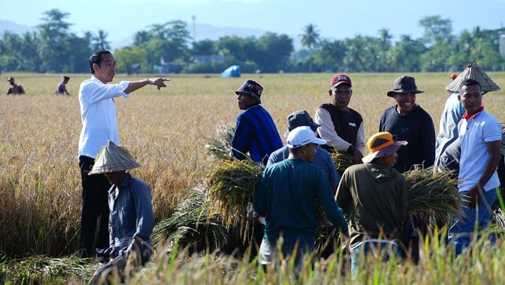 Presiden Joko Widodo (Jokowi) meninjau jalannya panen raya padi di Kelurahan Baji Pamai, Kecamatan Maros Kota, Kabupaten Maros, Sulawesi Selatan, dok: Humas Kementan Presiden Joko Widodo (Jokowi) meninjau jalannya panen raya padi di Kelurahan Baji Pamai, Kecamatan Maros Kota, Kabupaten Maros, Sulawesi Selatan, dok: Humas Kementan