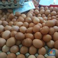 Lapor Pak Jokowi, Harga Telur Kini 'Meledak' Tembus Rp38.000