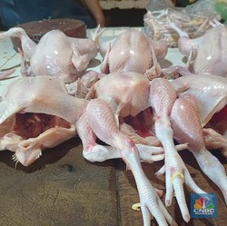 Harga Daging Ayam Turun Terus Sumbang Deflasi RI, Peternak Meringis