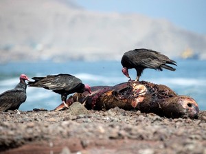 Pandemi Flu Burung Bisa 100 Kali Lebih Parah dari COVID-19