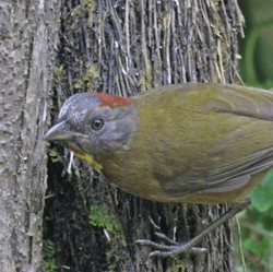 Awas Burung Beracun Berkeliaran di Wilayah RI