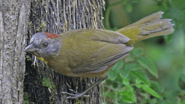 Burung Paling Beracun di Dunia Berkeliaran di RI, Dampaknya Fatal