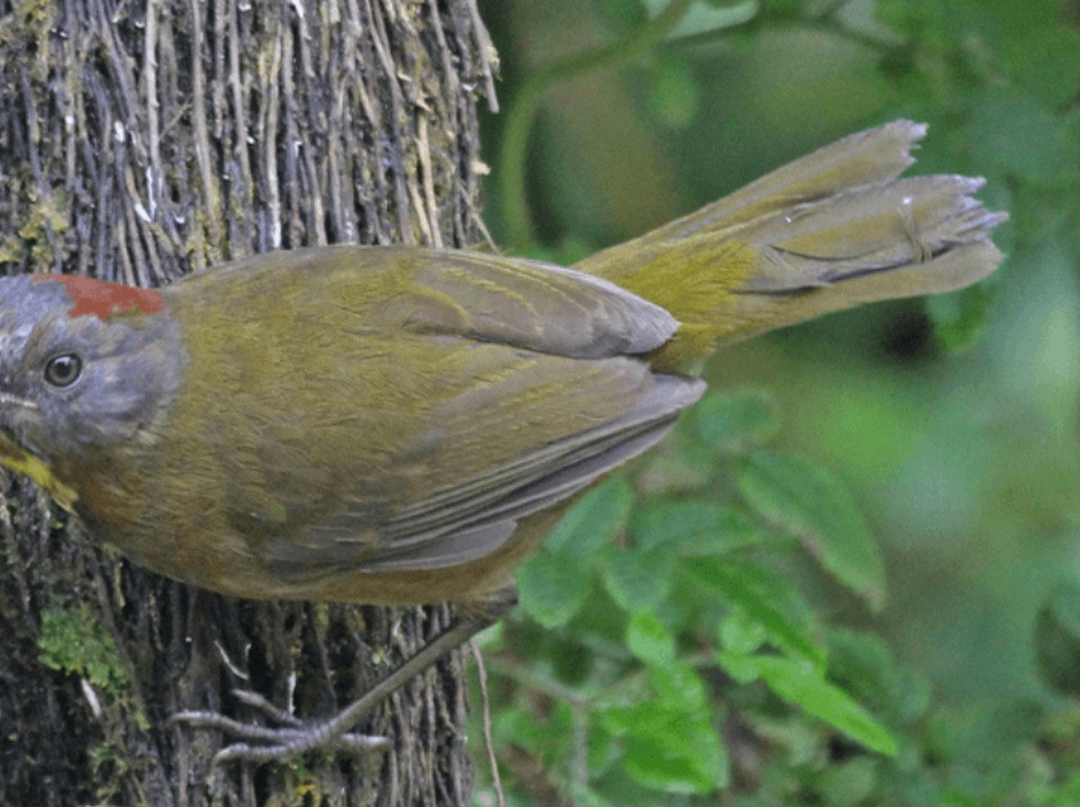 Bahaya Racun Burung Papua Membuat Peneliti Mata Berair Saat Ekspedisi