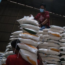 Kapan Bulog Impor Beras 500.000 Ton? Buwas Jawab Begini