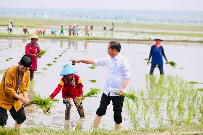 Presiden Jokowi didampingi Menteri Pertanian Syahrul Yasin Limpo (Mentan SYL) melakukan tanam padi di Desa Senori, Kecamatan Merakurak, Kabupaten Tuban, Jawa Timur. (Dok: Biro Pers) Presiden Jokowi didampingi Menteri Pertanian Syahrul Yasin Limpo (Mentan SYL) melakukan tanam padi di Desa Senori, Kecamatan Merakurak, Kabupaten Tuban, Jawa Timur. (Dok: Biro Pers)